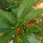 Rauvolfia serpentina Fruit