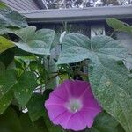 Ipomoea tricolor Folha