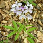 Cardamine bulbifera फूल