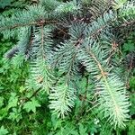 Picea asperata Feuille