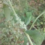 Chenopodium opulifolium Flower