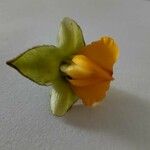 Centrolobium tomentosum Flower