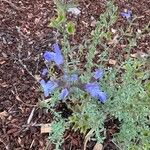 Salvia muirii Flower