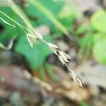 Melica uniflora Fruit