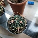 Ferocactus latispinus Лист