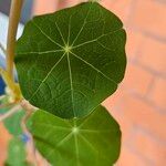 Tropaeolum majus Levél