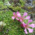 Saponaria pumila Flower