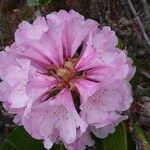 Rhododendron uvariifolium Flor