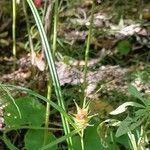 Carex intumescens ഫലം