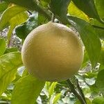 Citrus maxima Fruto