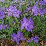 Rhododendron augustinii പുഷ്പം