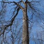 Ulmus thomasii Habit