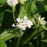 Asperula taurina पत्ता