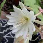 Epiphyllum oxypetalumFlower