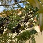 Grevillea robusta Fruit