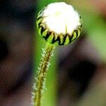 Leucanthemum ircutianum Кветка