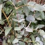 Eucalyptus cinerea 葉