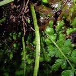 Asplenium lividum