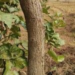 Butea monosperma Coajă