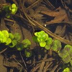 Micranthemum umbrosum Листок