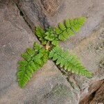 Dryopteris cristata आदत