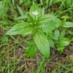 Epilobium roseum Flors