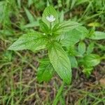 Epilobium roseumBlomst