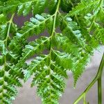 Culcita macrocarpa 葉