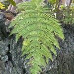 Dryopteris oligodonta Vivejo