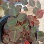 Oxalis barrelieri पत्ता