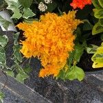 Celosia argenteaLeht