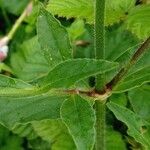 Silene latifolia Leaf