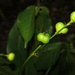 Alchornea laxiflora Fruit