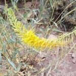 Stanleya pinnata Flower