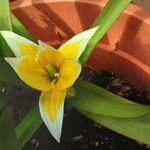 Tulipa tarda Kwiat