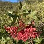 Pistacia terebinthus Fruit