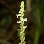 Spiranthes aestivalis Flower