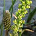 Triglochin maritima Blüte