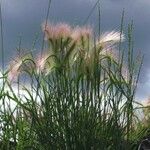 Hordeum jubatum Leaf