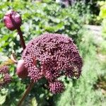 Angelica gigas Blomma