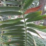 Encephalartos munchii Φύλλο