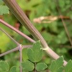 Thalictrum delavayi Кара