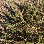 Amaranthus albus Blad