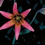 Lilium bolanderi Flor