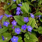 Omphalodes verna Цвят