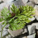 Cryptogramma crispa Blatt