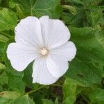 Malva trimestris Blomst