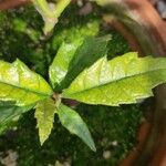 Quercus bicolor পাতা