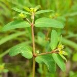 Euphorbia hyssopifolia Квітка