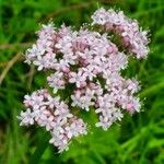 Valeriana dioicaŽiedas